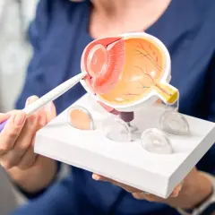 Model oka z zaznaczonymi soczewkami, trzymany przez osobę w granatowym ubraniu.