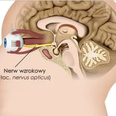 Przekrój głowy z widocznym okiem i nerwem wzrokowym połączonym z mózgiem.