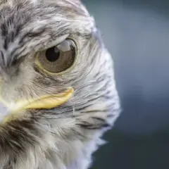 Sokoli wzrok co to znaczy i jak wpływa na twoje widzenie