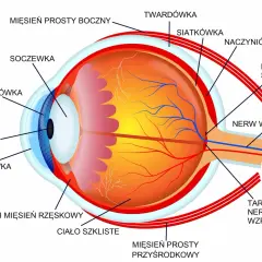 Przekrój oka z zaznaczonymi elementami: rogówka, soczewka, tęczówka, źrenica, siatkówka, nerw wzrokowy. Kluczowa dla fiksacji jest siatkówka.