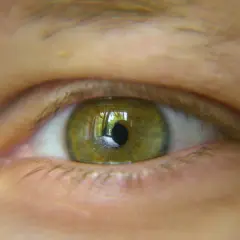 Zbliżenie na zielone oko z odbiciem drzew i ścieżki w źrenicy.