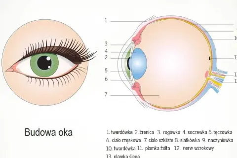 Schematyczny przekrój oka, ukazujący jego budowę. Widoczny jest narząd wzroku z zaznaczonymi elementami, takimi jak soczewka, siatkówka i nerw wzrokowy.