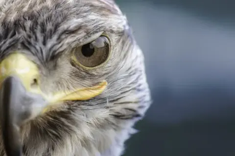 Sokoli wzrok co to znaczy i jak wpływa na twoje widzenie