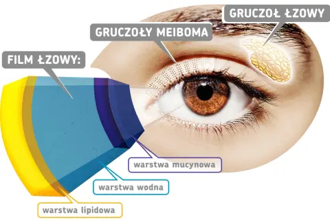 Schemat filmu łzowego oka, pokazujący warstwy: lipidową, wodną i mucynową. Wskazuje na gruczoły łzowe i gruczoły Meiboma.