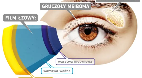 Schemat filmu łzowego oka, pokazujący warstwy: lipidową, wodną i mucynową. Wskazuje na gruczoły łzowe i gruczoły Meiboma.