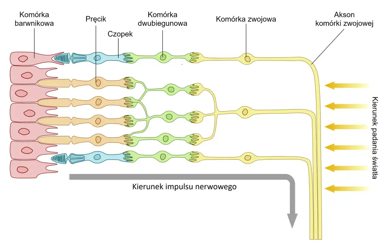 Schemat przedstawia budowę siatkówki w oku: komórki barwnikowe, pręciki, czopki, komórki dwubiegunowe i zwojowe.
