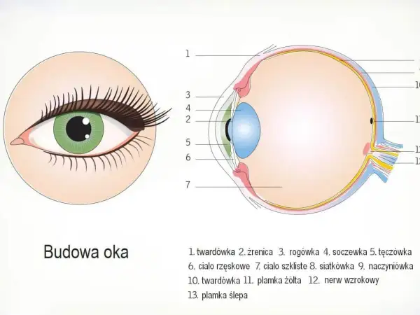 Schematyczny przekrój oka, ukazujący jego budowę. Widoczny jest narząd wzroku z zaznaczonymi elementami, takimi jak soczewka, siatkówka i nerw wzrokowy.