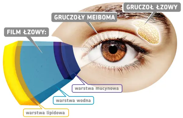 Schemat filmu łzowego oka, pokazujący warstwy: lipidową, wodną i mucynową. Wskazuje na gruczoły łzowe i gruczoły Meiboma.